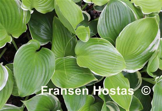 Hosta Windy City